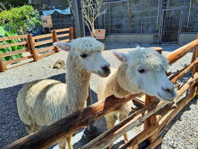 首采餐飲有限公司（鹿芝谷）Deer-Valley